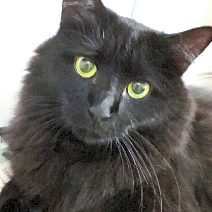 Photo of Finn
