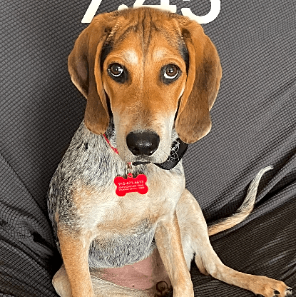 Photo of Ruby