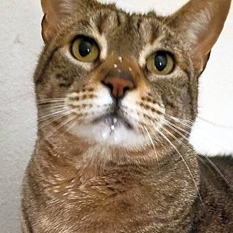 Photo of Gravy