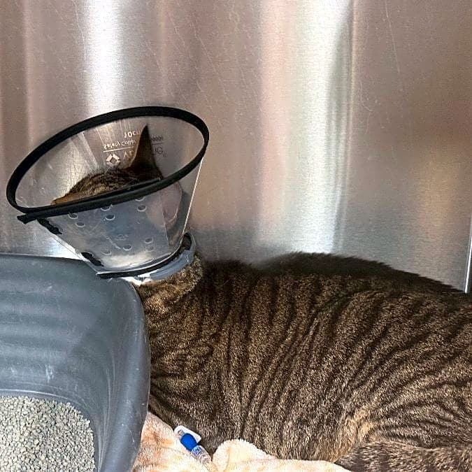 Photo of Mac Mittens