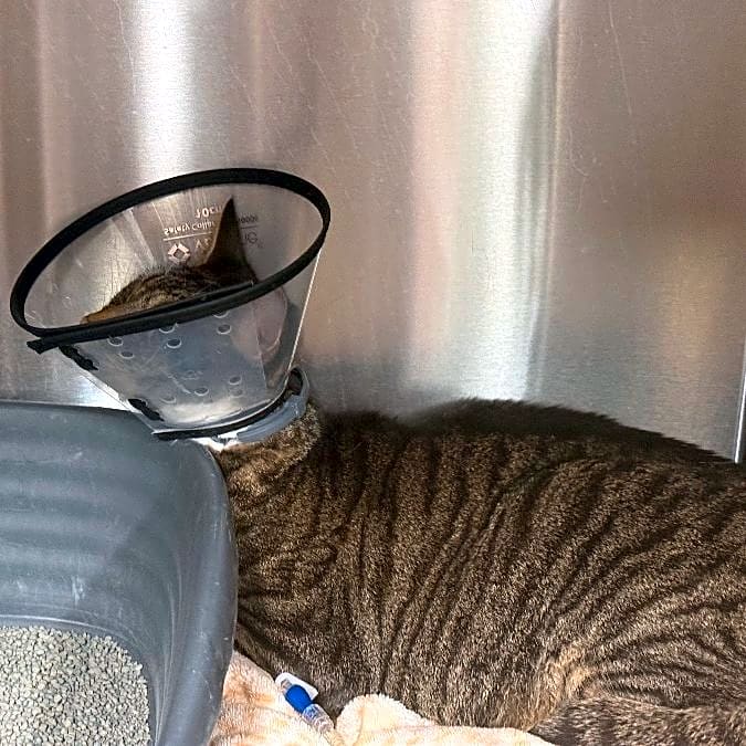 Photo of Mac Mittens