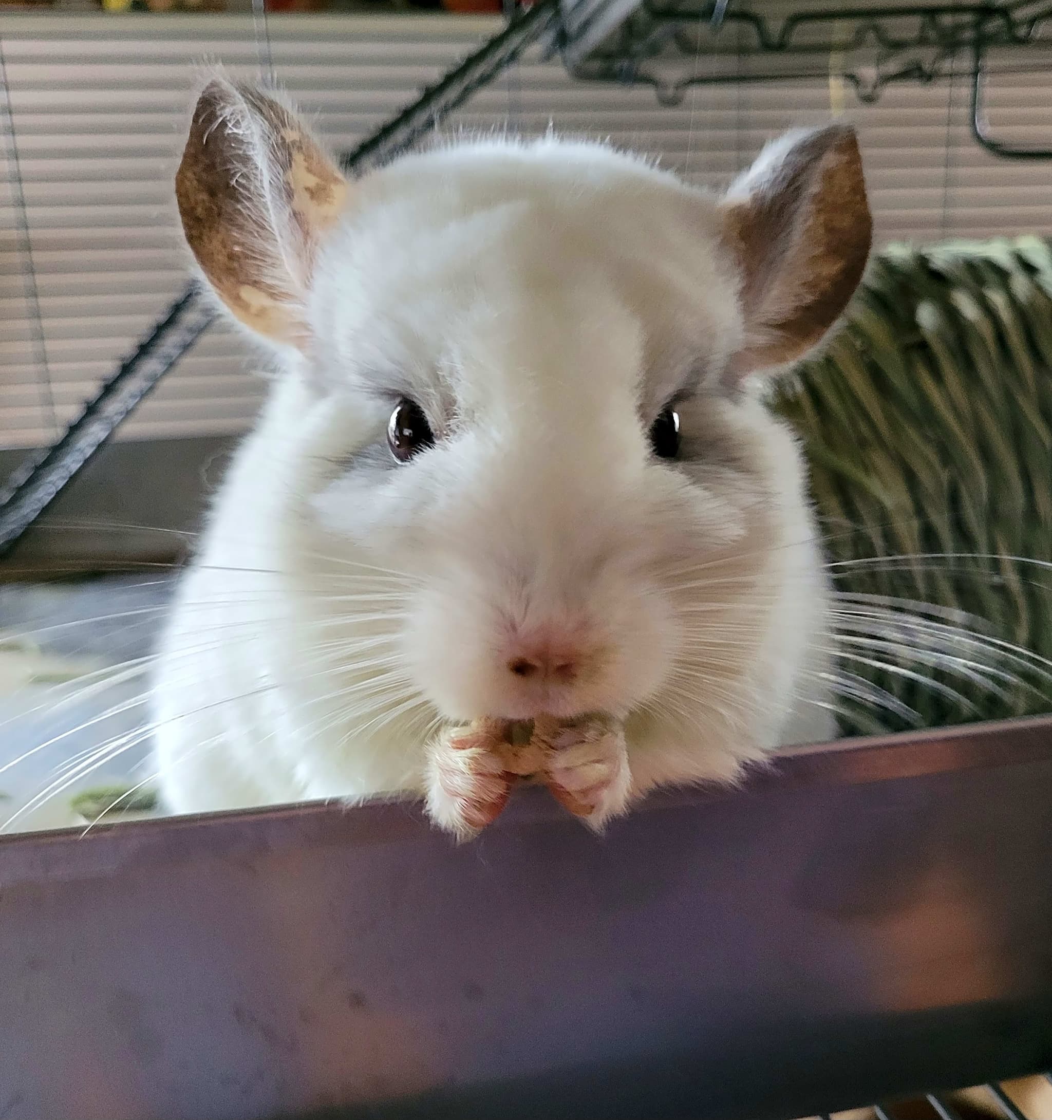 Photo of Special needs/long-term residents