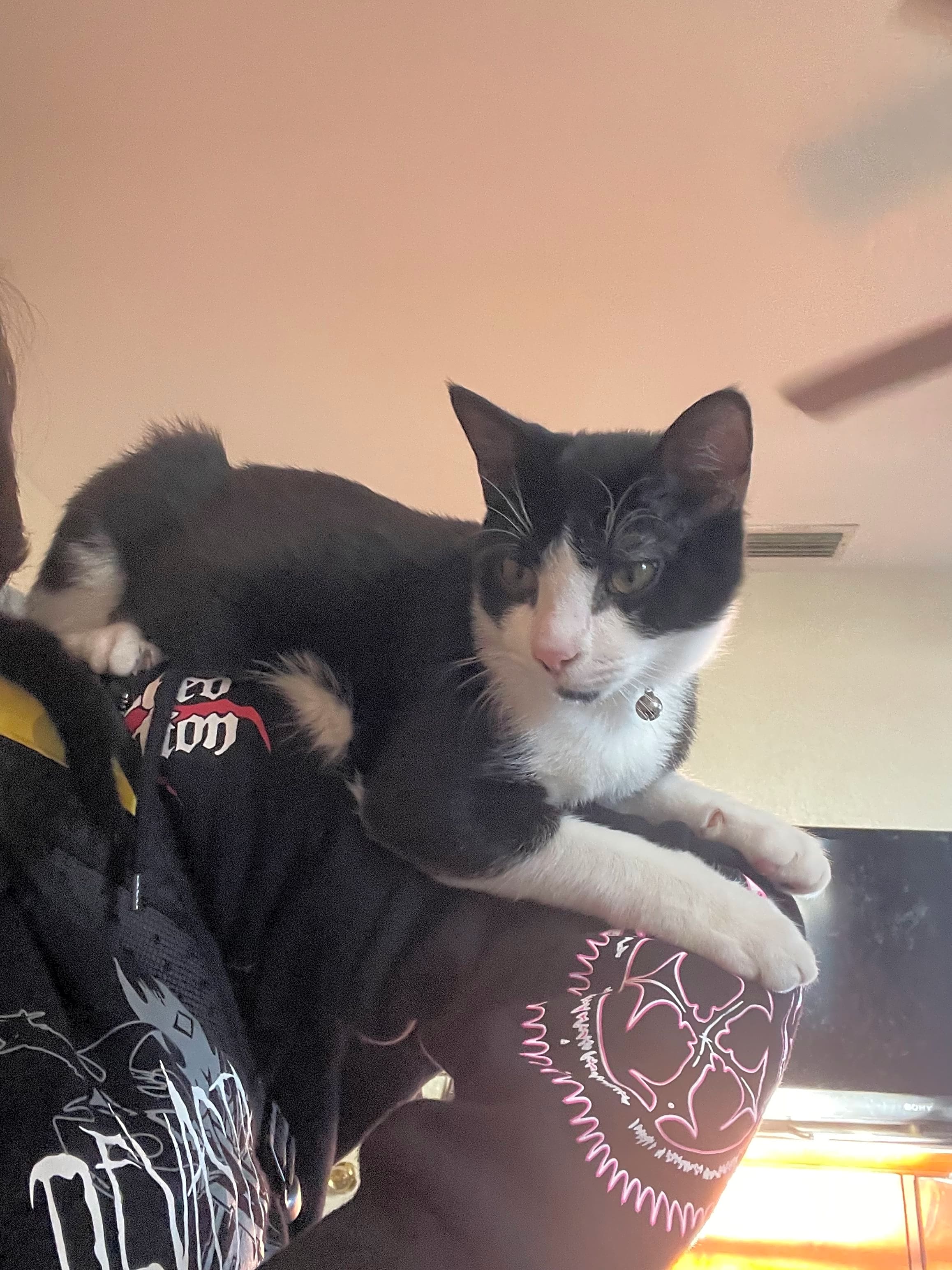 Photo of Goose