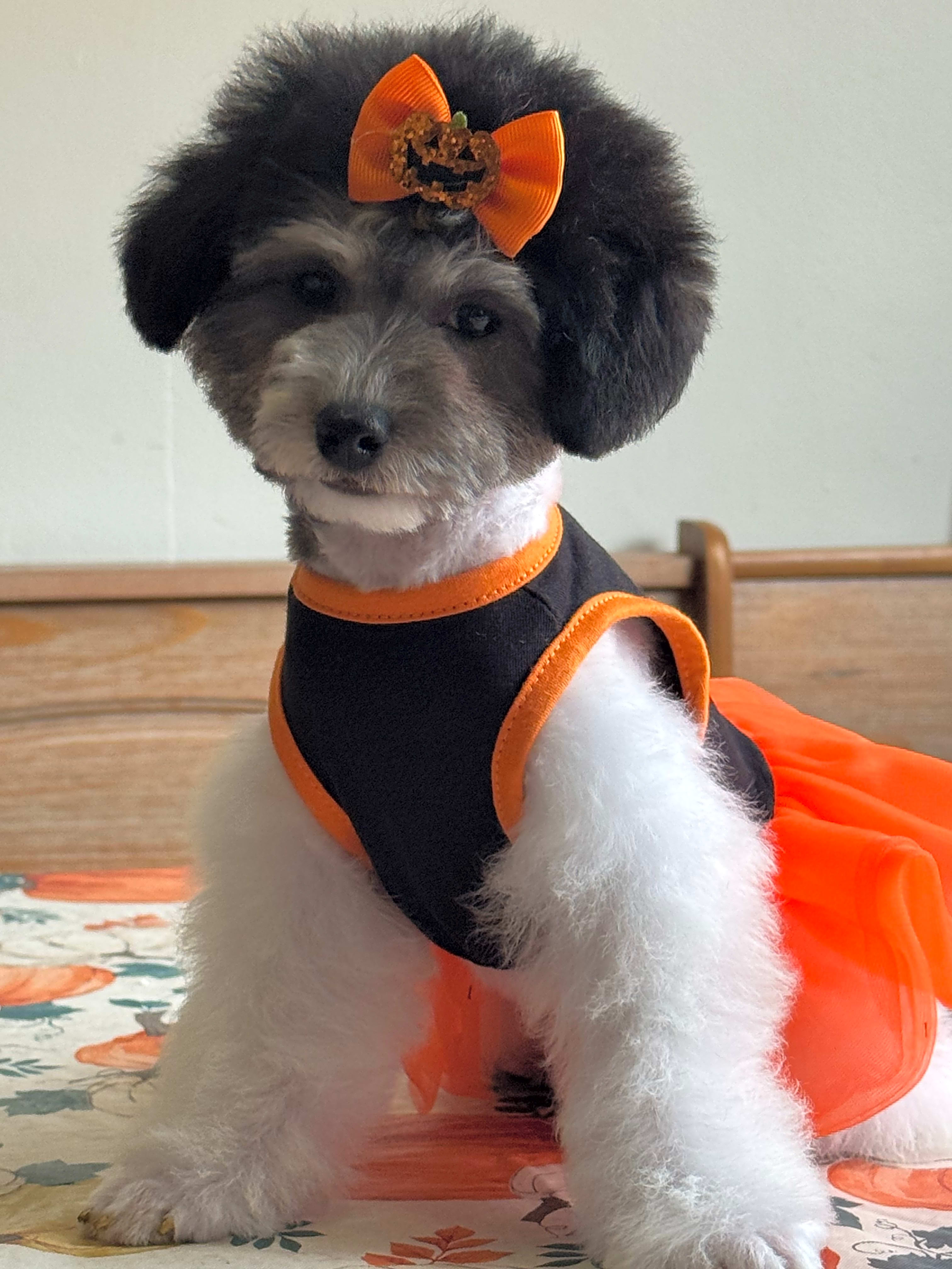 Photo of Willow