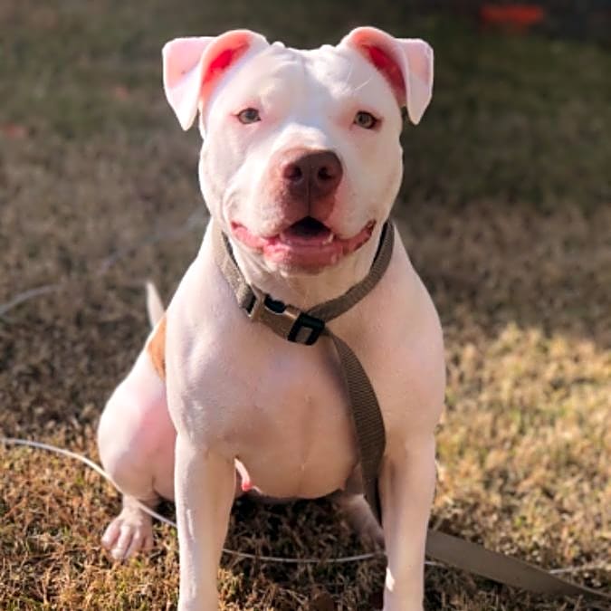 Photo of Athena