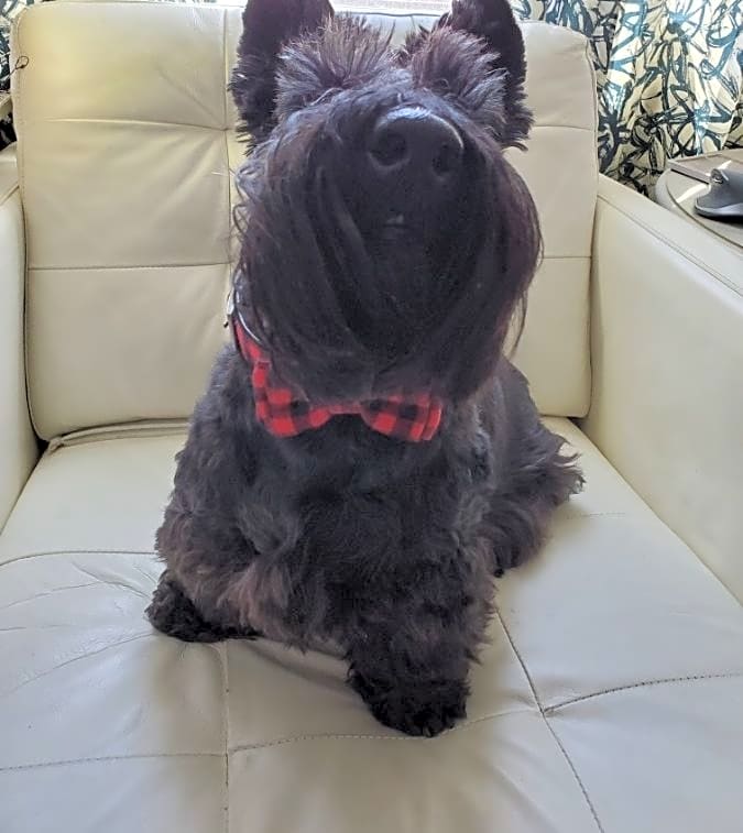 Photo of Sir Seamus
