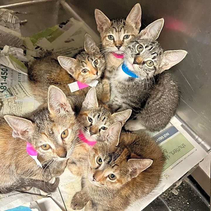 Photo of Kitten Shelter Diversion