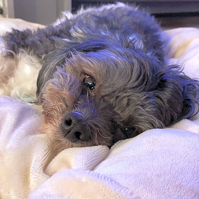 Photo of Boomer