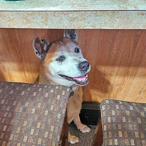 Photo of Finn