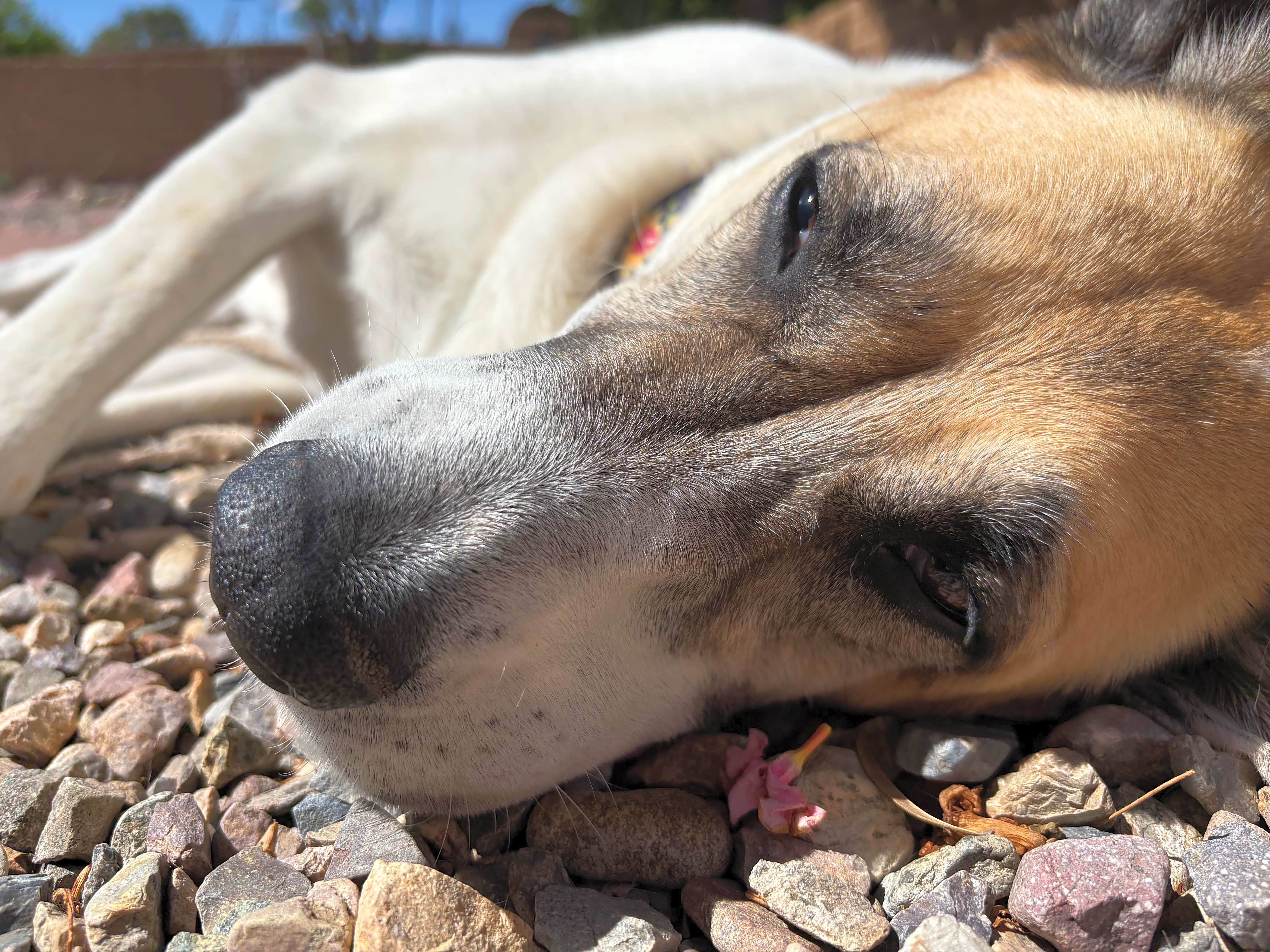 Photo of Ginger