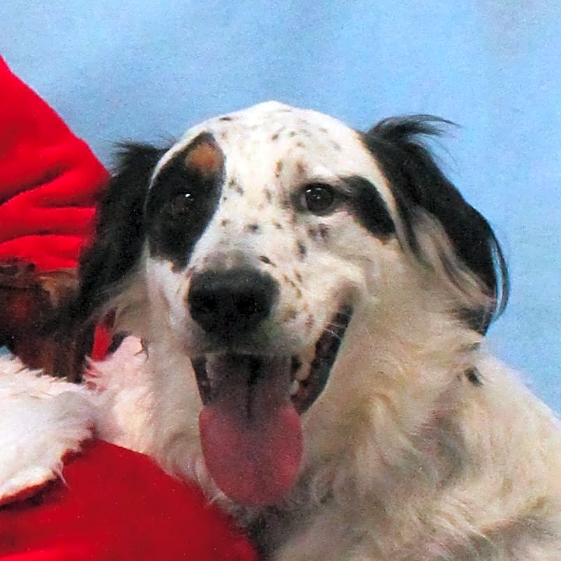 Photo of Buddy