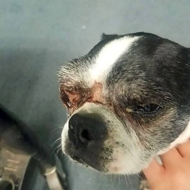 Photo of TAZ