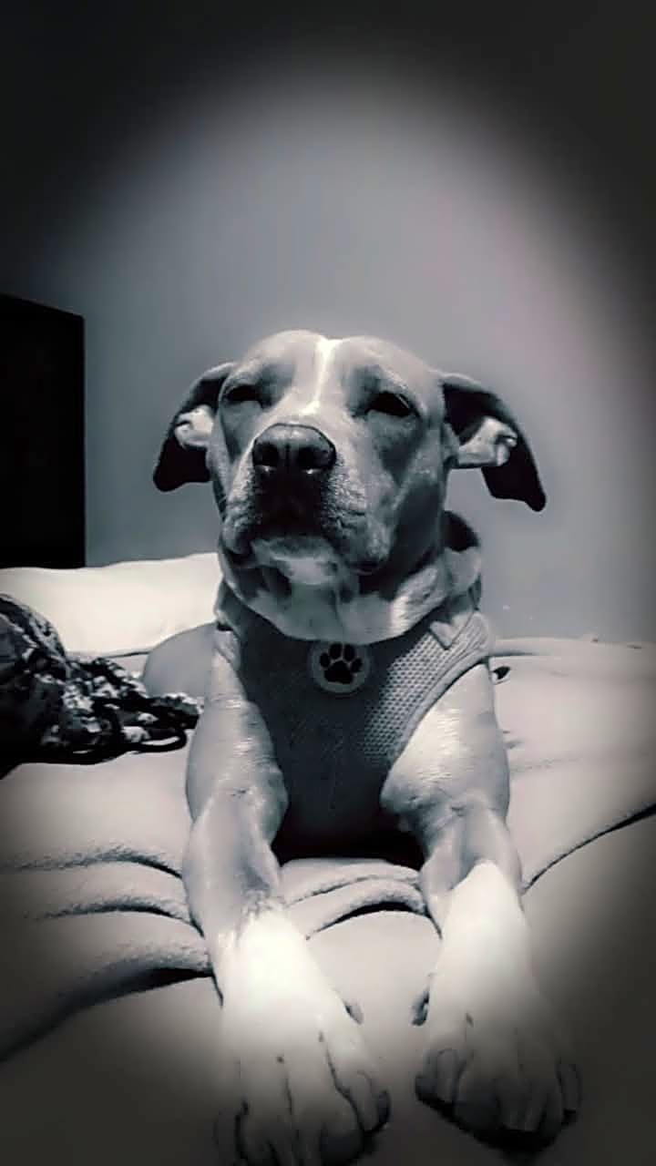 Photo of Bella