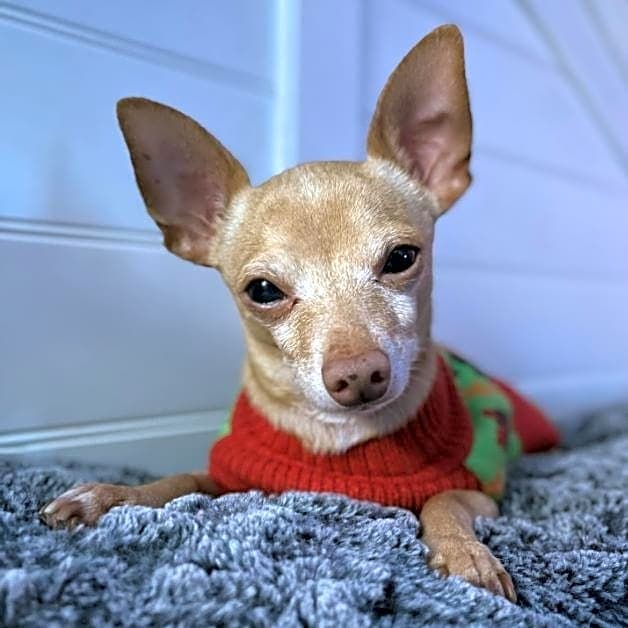 Photo of Buddy