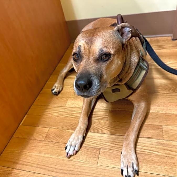 Photo of Kahlua