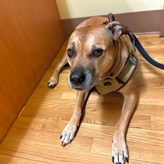 Photo of Kahlua