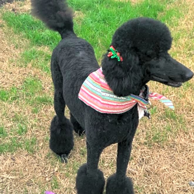 Photo of Phoebe
