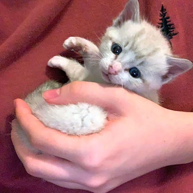 Photo of Jinx