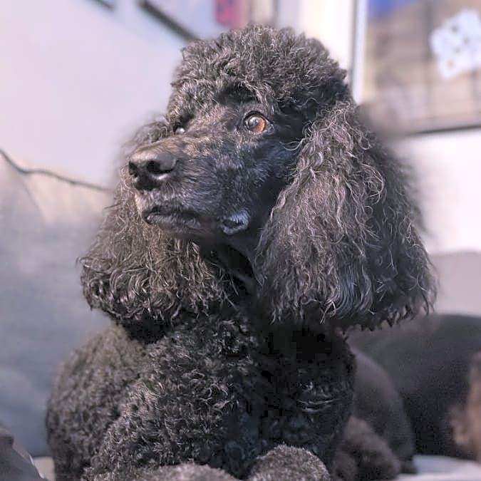 Photo of Frenchie