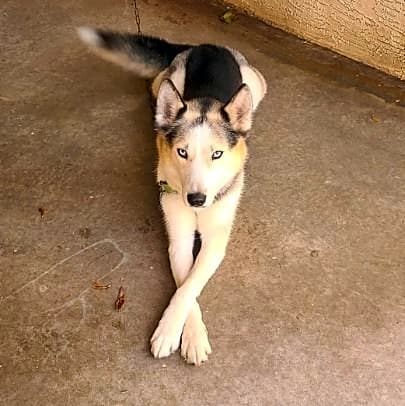 Photo of Nitro