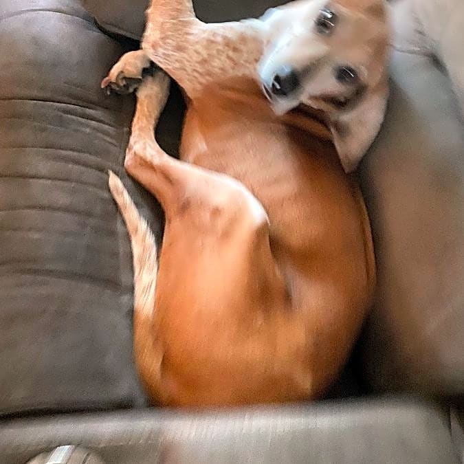 Photo of Bailey