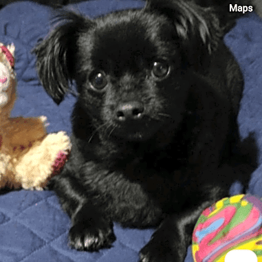 Photo of Tobie