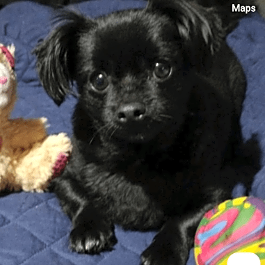 Photo of Tobie
