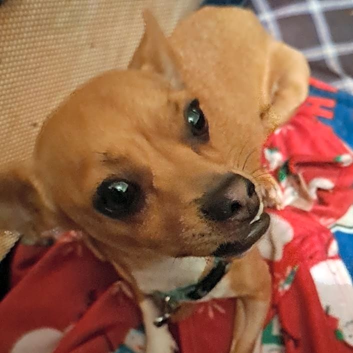 Photo of Papi