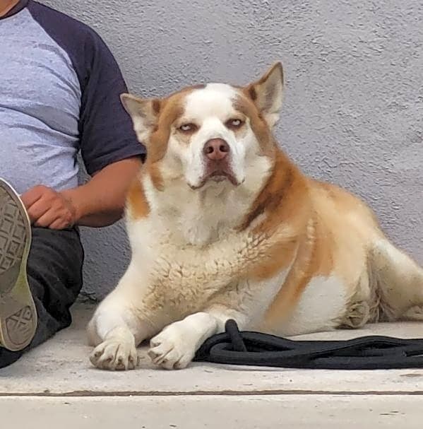 Photo of Bandit