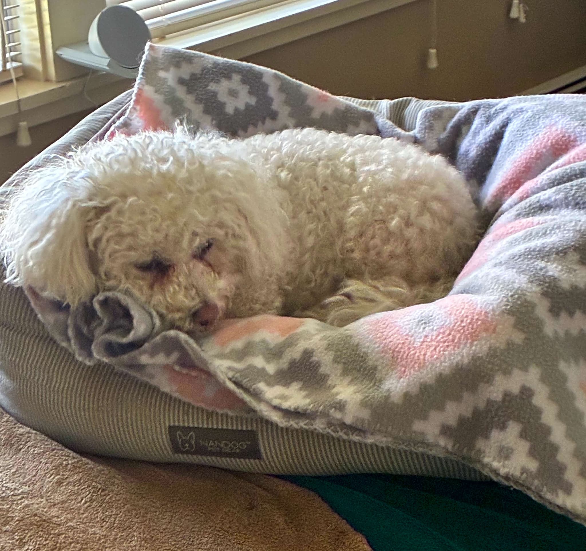 Photo of Rosie