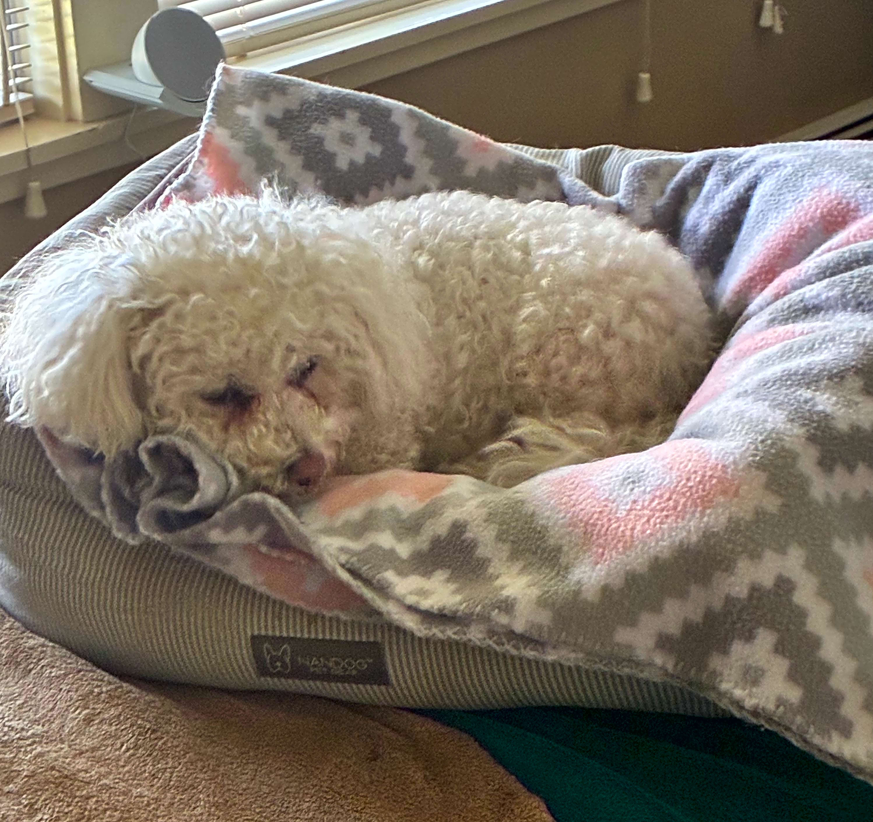 Photo of Rosie