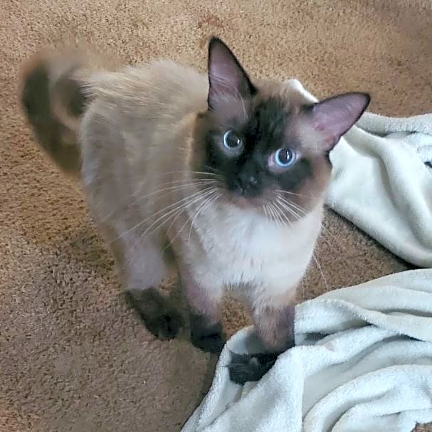 Photo of Pogo