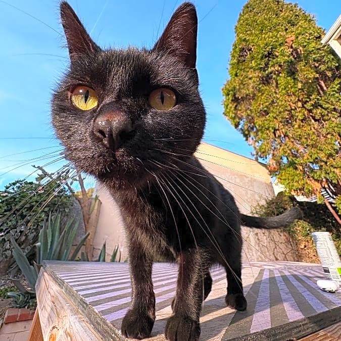 Photo of Dippy