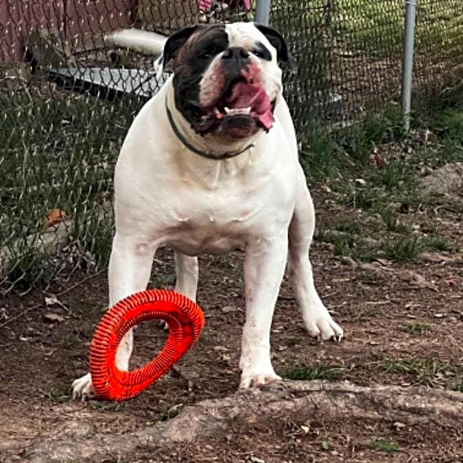 Photo of Odin