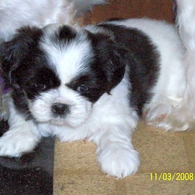 Photo of Lillie