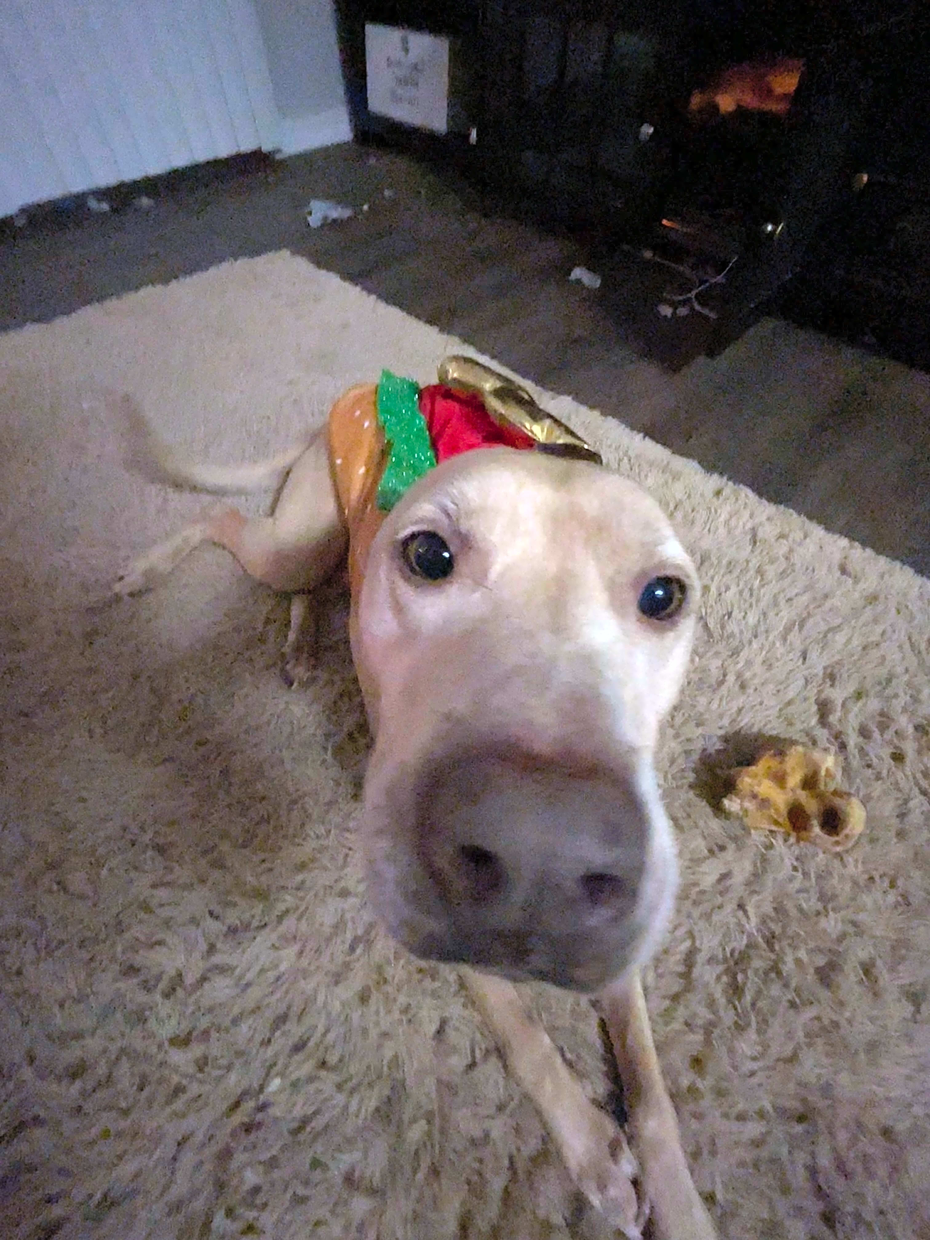 Photo of Nala