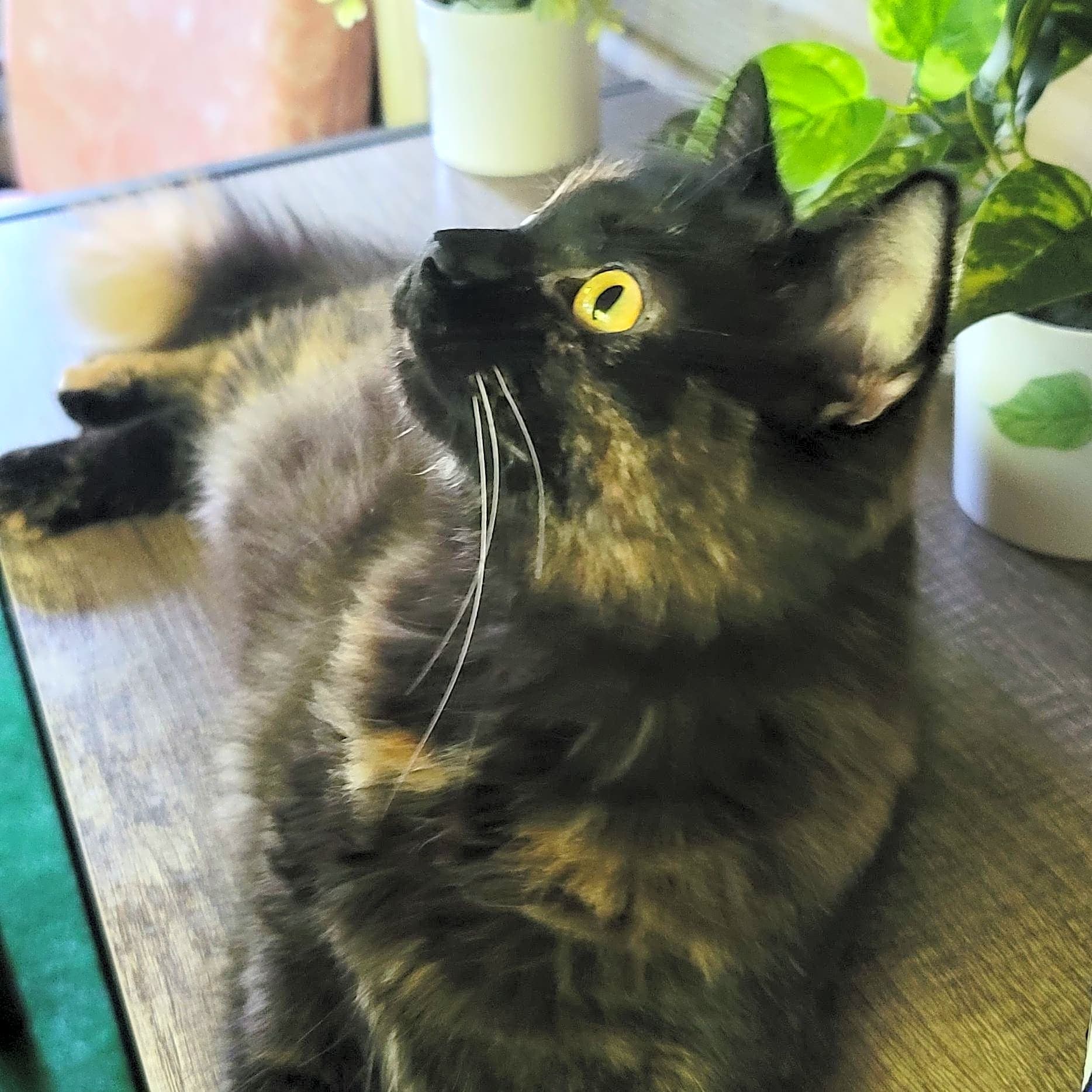 Photo of Zola