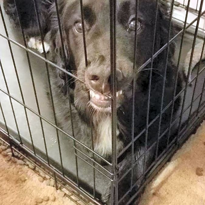 Photo of Bear