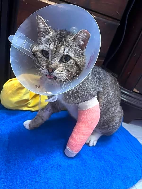 Photo of Sampson