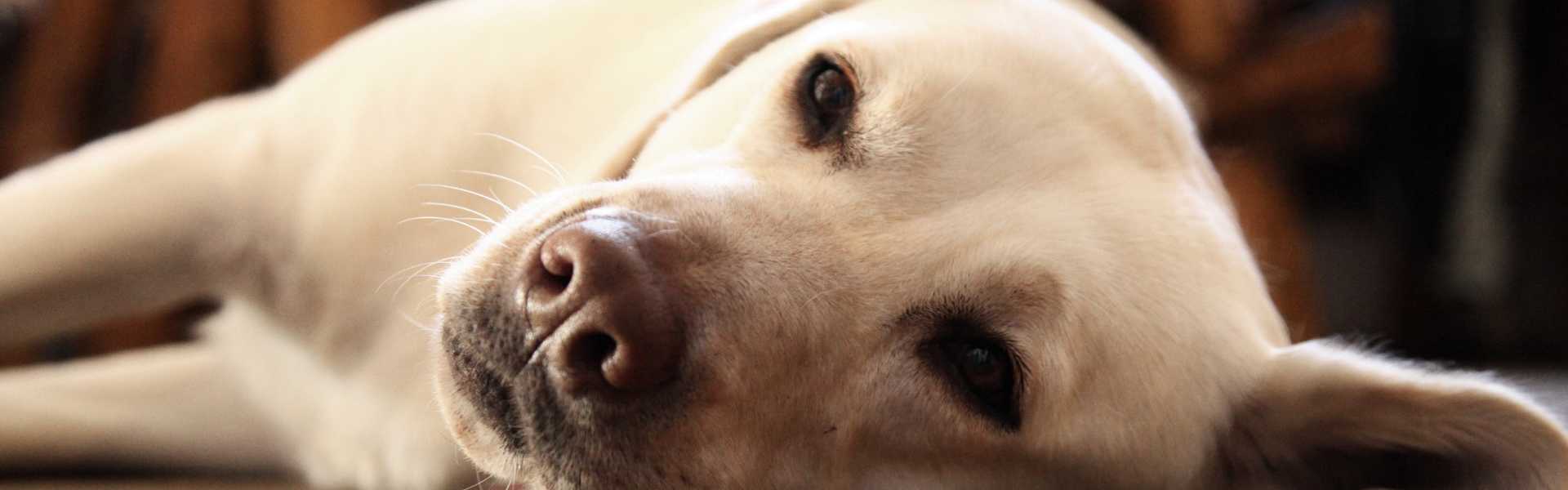 Waggle Rescue Spotlight: Underdog Animal Rescue & Rehab