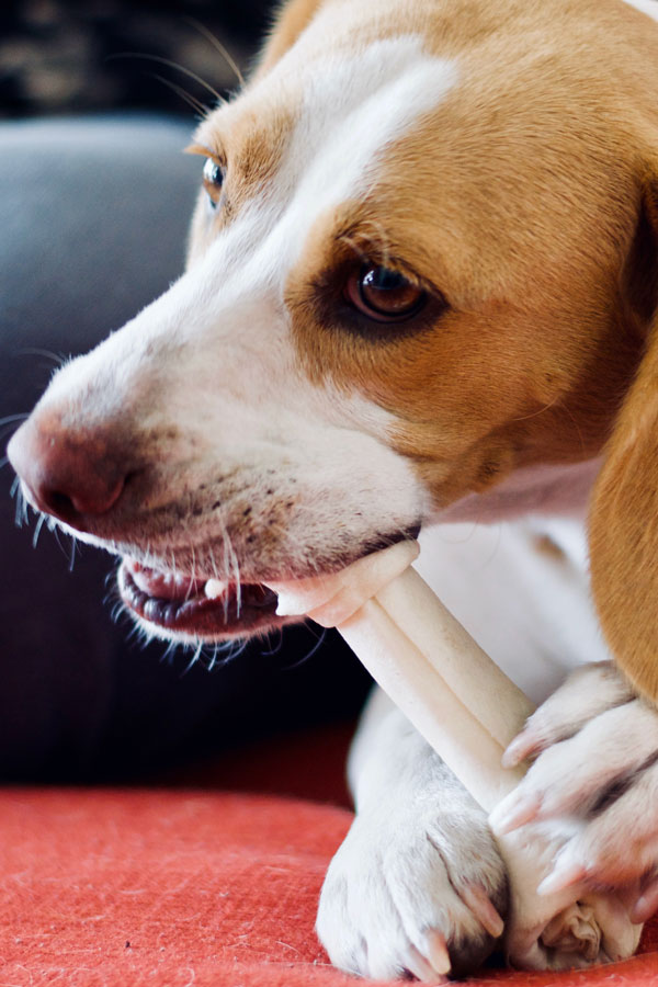 A dog with its food