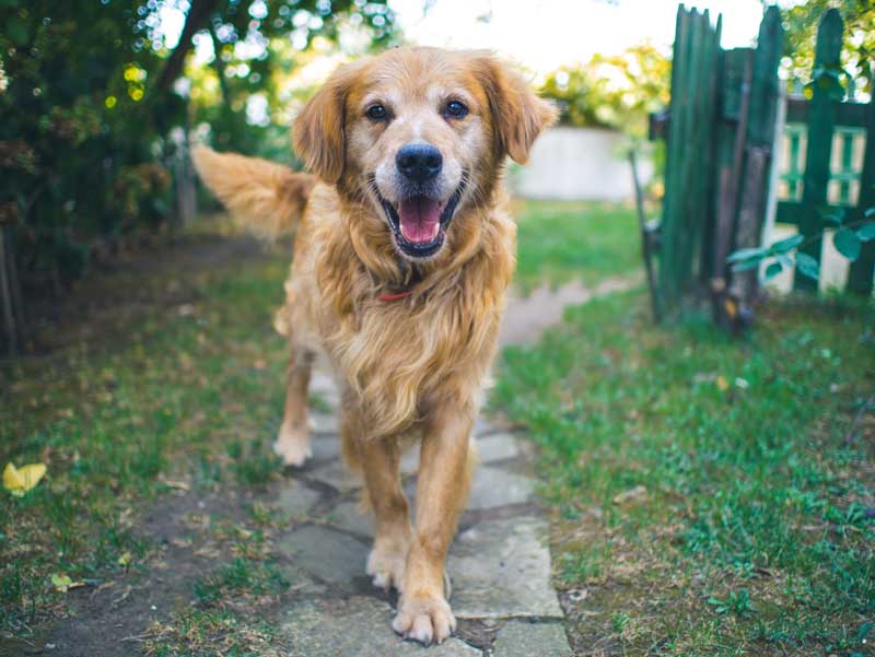 A rescued pet with its guardian