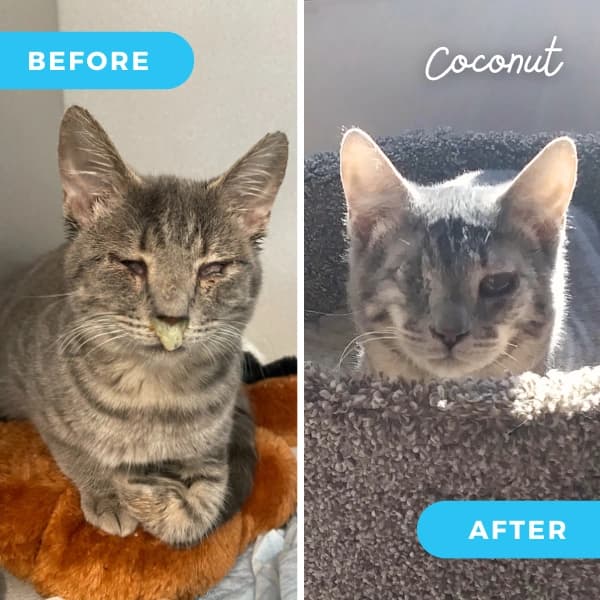 Coconut