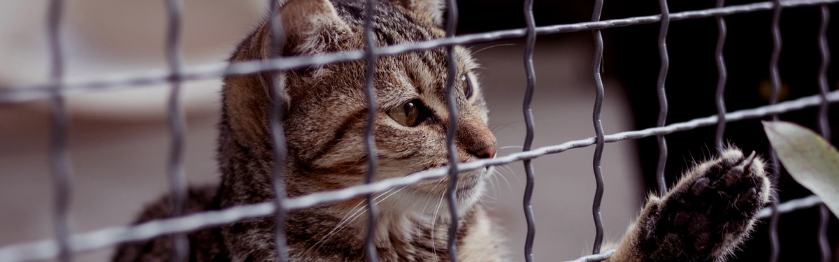 Challenges Facing Cat Rescuers and a New Solution to Save Lives