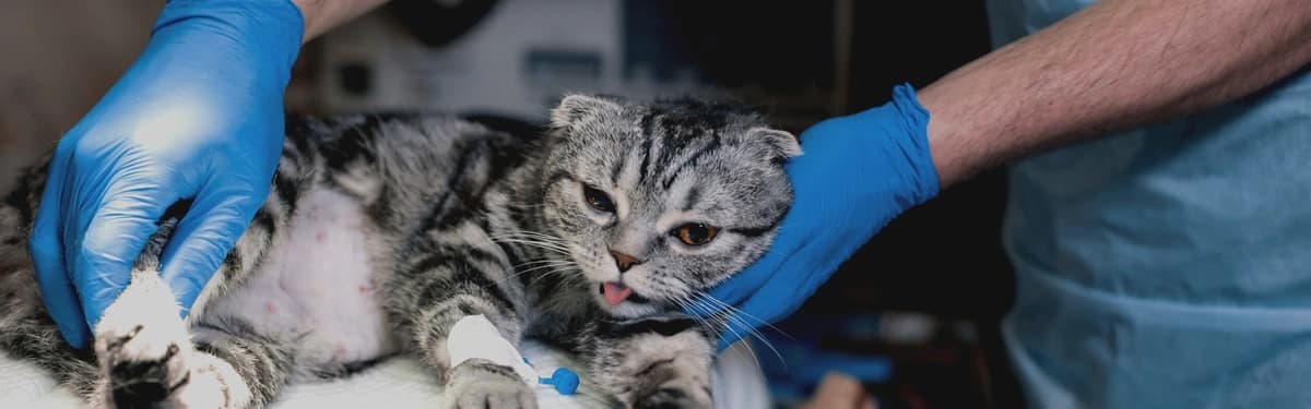 How to Get Financial Assistance for Your Pet's Surgery