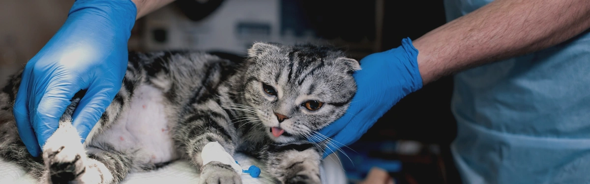 How to Get Financial Assistance for Your Pet's Surgery