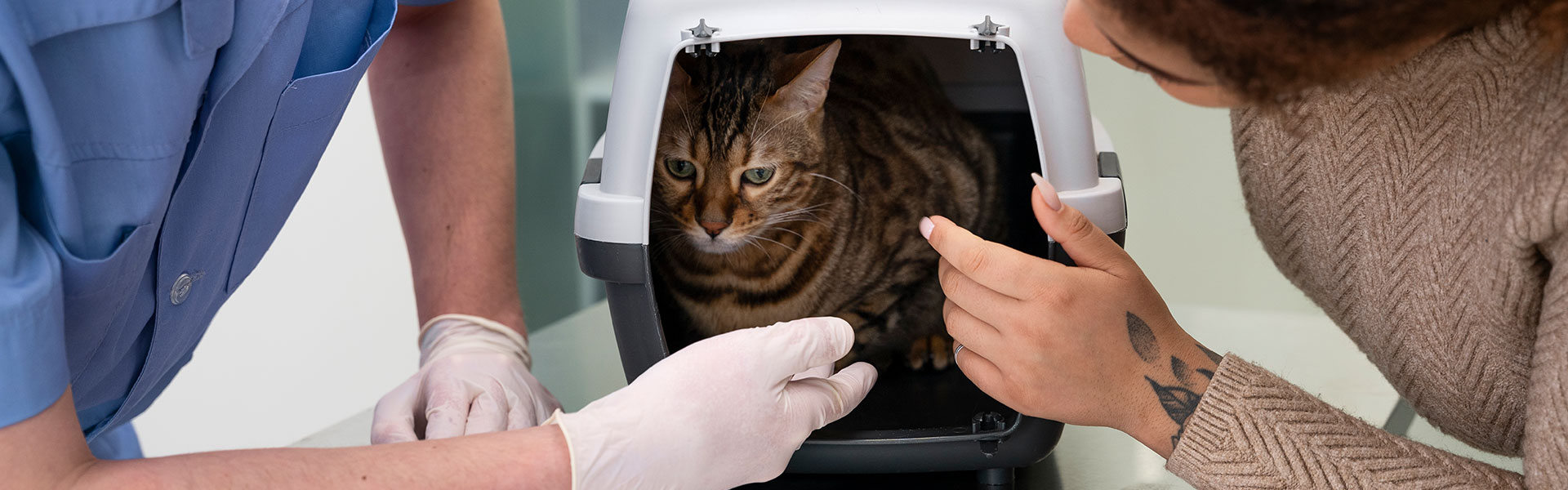 Financial Assistance: How to Finance Emergency Veterinary Bills