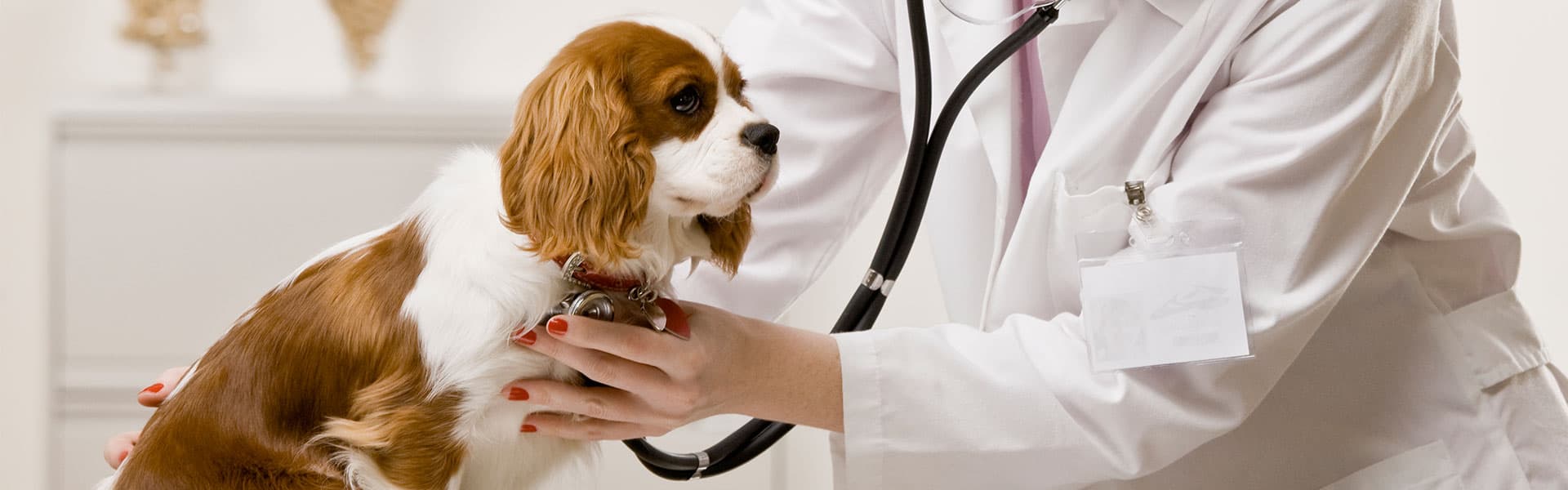 The Top 10 Pet Toxins of 2021