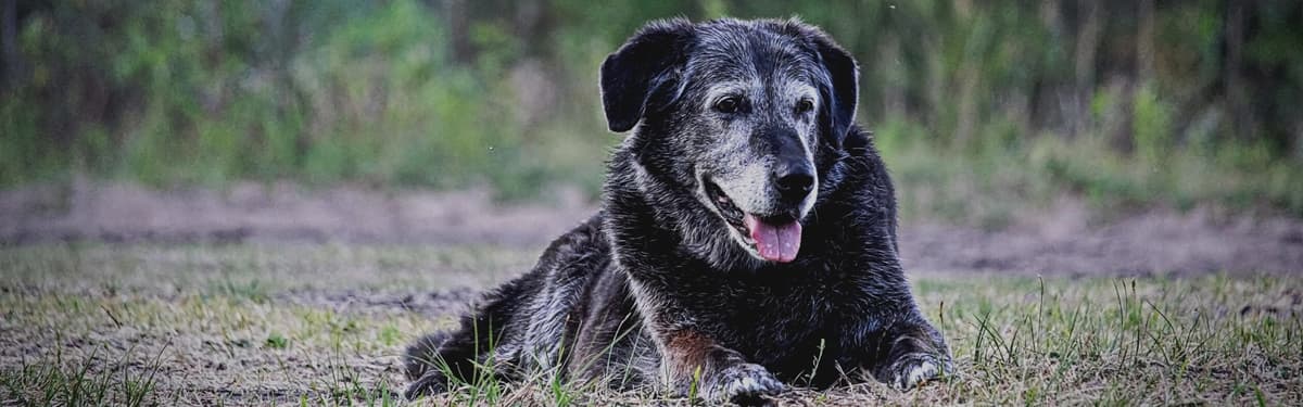 Caring For Old Dogs To Keep Them Healthy and Happy