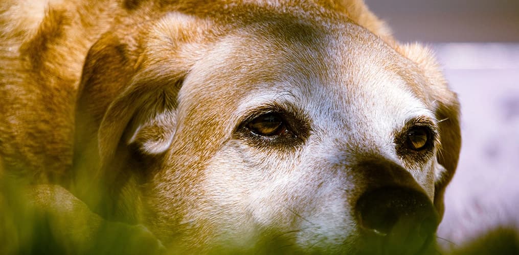 A senior pet at a veterinary checkup